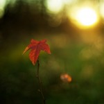 beautiful_collection_of_retina_wallpapers_for_your_new_ipad_20