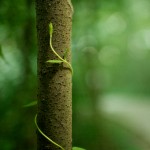 beautiful_collection_of_retina_wallpapers_for_your_new_ipad_21