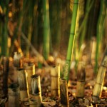 beautiful_collection_of_retina_wallpapers_for_your_new_ipad_25