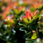 beautiful_collection_of_retina_wallpapers_for_your_new_ipad_3_5