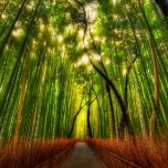 The Bamboo Forest and some great Twitter Lists to follow