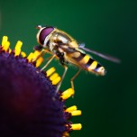 beautiful_collection_of_retina_wallpapers_for_your_new_ipad_4_10