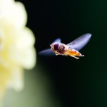 beautiful_collection_of_retina_wallpapers_for_your_new_ipad_4_19