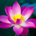 Wallpapers by @RetinaiPadWalls on twitter