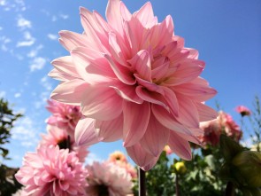 apple-announces-the-iphone-5s-the-gold-standard-of-phones-14