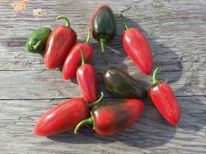 apple-announces-the-iphone-5s-the-gold-standard-of-phones-15