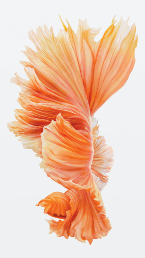 iPhone-6s-Fish-Pink-Wallpaper-576x1024